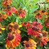 Zonnekruid (Helenium 'Mardi Gras') 2 Zonnekruid (Helenium 'Mardi Gras') -Tuinplanten Winkel helenium mardi gras02