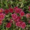 Zonneroosje (Helianthemum 'Cerise Queen') 1 Zonneroosje (Helianthemum 'Cerise Queen') -Tuinplanten Winkel helianthemum cerise queen
