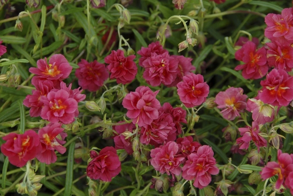 Zonneroosje (Helianthemum 'Cerise Queen') 3 Zonneroosje (Helianthemum 'Cerise Queen')