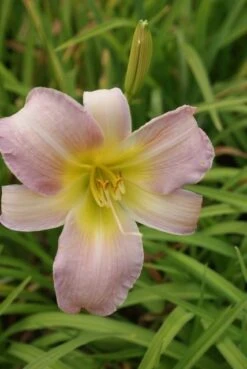 Daglelie (Hemerocallis 'Catherine Woodbury') -Tuinplanten Winkel hemerocallis catherine woodbury
