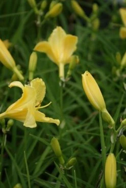 Daglelie (Hemerocallis 'Happy Returns') -Tuinplanten Winkel hemerocallis happy returns
