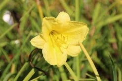 Daglelie (Hemerocallis 'Happy Returns') -Tuinplanten Winkel hemerocallis happy returns 2 1