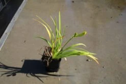 Daglelie (Hemerocallis 'Happy Returns') -Tuinplanten Winkel hemerocallis happy returns 5