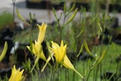 Daglelie (Hemerocallis Lilioasphodelus) 7 Daglelie (Hemerocallis Lilioasphodelus) -Tuinplanten Winkel hemerocallis lilioasphodelus