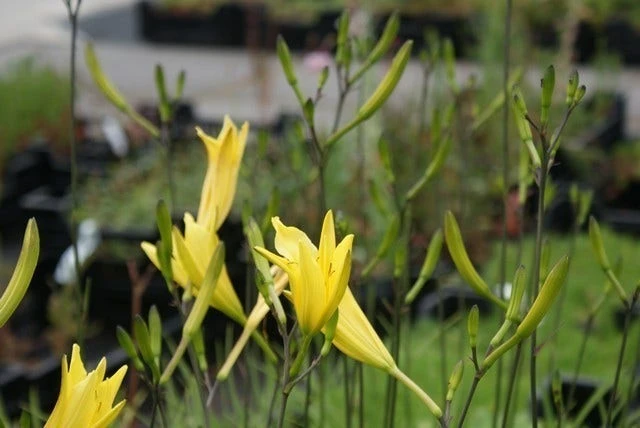 Daglelie (Hemerocallis Lilioasphodelus) 5 Daglelie (Hemerocallis Lilioasphodelus) - Afbeelding 3