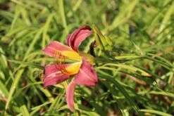 Daglelie (Hemerocallis 'Purple Waters') -Tuinplanten Winkel hemerocallis purple waters 4