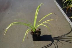 Daglelie (Hemerocallis 'Purple Waters') -Tuinplanten Winkel hemerocallis purple waters 5