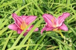 Daglelie (Hemerocallis 'Summer Wine') -Tuinplanten Winkel hemerocallis summer wine