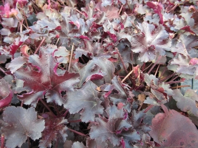 Purperklokje (Heuchera 'Black Pearl') 4 Purperklokje (Heuchera 'Black Pearl') - Afbeelding 2