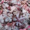 Purperklokje (Heuchera 'Black Pearl')