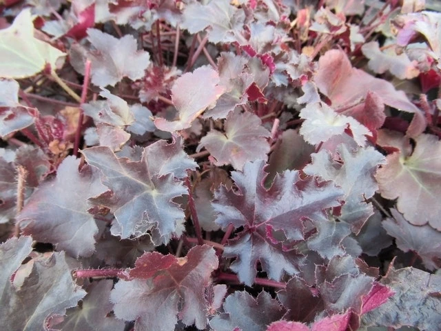 Purperklokje (Heuchera 'Black Pearl') 3 Purperklokje (Heuchera 'Black Pearl')