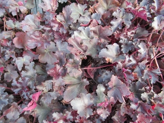 Purperklokje (Heuchera 'Black Pearl') 5 Purperklokje (Heuchera 'Black Pearl') - Afbeelding 3