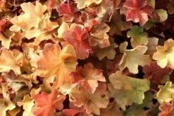Purperklokje (Heuchera 'Caramel') -Tuinplanten Winkel heuchera caramel