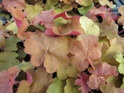 Purperklokje (Heuchera 'Caramel') -Tuinplanten Winkel heuchera caramel 1
