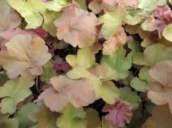Purperklokje (Heuchera 'Caramel') -Tuinplanten Winkel heuchera caramel 2