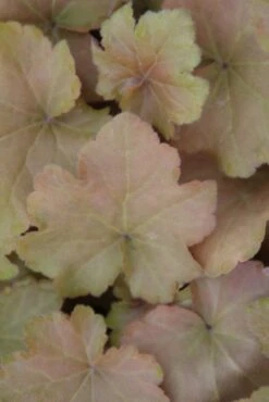 Purperklokje (Heuchera 'Caramel') -Tuinplanten Winkel heuchera caramel 2