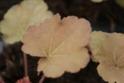 Purperklokje (Heuchera 'Caramel') -Tuinplanten Winkel heuchera caramel 3