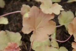 Purperklokje (Heuchera 'Caramel') -Tuinplanten Winkel heuchera caramel 4