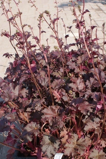 Purperklokje (Heuchera 'Purple Petticoats') 4 Purperklokje (Heuchera 'Purple Petticoats') - Afbeelding 2