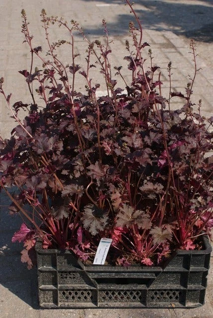 Purperklokje (Heuchera 'Purple Petticoats') 5 Purperklokje (Heuchera 'Purple Petticoats') - Afbeelding 3