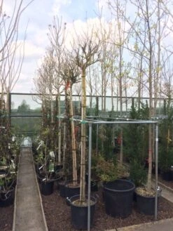 Altheastruik Als Boom (Hibiscus Syriacus 'Oiseau Blue') 12 Altheastruik Als Boom (Hibiscus Syriacus 'Oiseau Blue') -Tuinplanten Winkel hibiscus