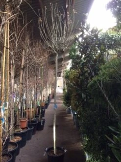 Altheastruik Als Boom (Hibiscus Syriacus 'Oiseau Blue') 13 Altheastruik Als Boom (Hibiscus Syriacus 'Oiseau Blue') -Tuinplanten Winkel hibiscus oiseau blue 1214 2 1