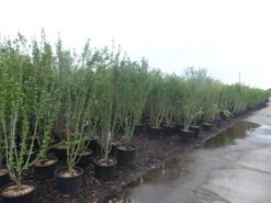 Altheastruik (Hibiscus Syriacus 'Totus Albus') -Tuinplanten Winkel hibiscus syriacus in kleuren 150 175 200 c35 50