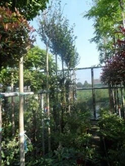 Altheastruik Als Boom (Hibiscus Syriacus 'Oiseau Blue') 11 Altheastruik Als Boom (Hibiscus Syriacus 'Oiseau Blue') -Tuinplanten Winkel hibiscus syriacus in soorten 10 12ho cont