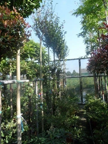 Altheastruik Als Boom (Hibiscus Syriacus 'Oiseau Blue') 6 Altheastruik Als Boom (Hibiscus Syriacus 'Oiseau Blue') - Afbeelding 4