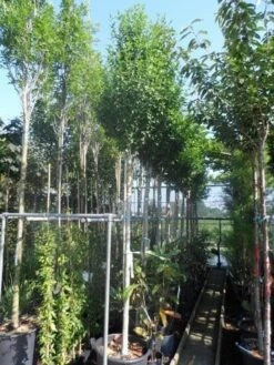 Altheastruik Als Boom (Hibiscus Syriacus 'Oiseau Blue') 10 Altheastruik Als Boom (Hibiscus Syriacus 'Oiseau Blue') -Tuinplanten Winkel hibiscus syriacus oiseau bleu 12 14ho cont