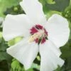 Altheastruik Als Boom (Hibiscus Syriacus 'Red Heart') -Tuinplanten Winkel hibiscus syriacus red heart 2