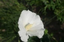 Altheastruik (Hibiscus Syriacus 'Totus Albus') -Tuinplanten Winkel hibiscus syriacus totus albus 2