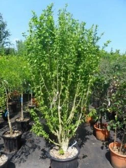 Altheastruik (Hibiscus Syriacus 'Totus Albus') -Tuinplanten Winkel hibiscus syriacus veredeld in soorten 175 200 250 c50 70