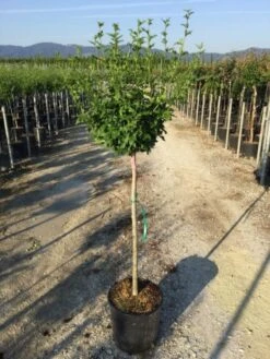 Altheastruik Als Halfstam (Hibiscus Syriacus 'Hamabo') -Tuinplanten Winkel hibiscushamabohalfstam02