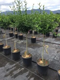 Altheastruik Als Halfstam (Hibiscus Syriacus 'Hamabo') -Tuinplanten Winkel hibiscushamabohalfstam03