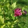 Altheastruik (Hibiscus Syriacus 'Duc De Brabant') -Tuinplanten Winkel hibiscussyriacus ducdebrabantlm01b