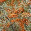 Duindoorn (Hippophae Rhamnoides) 2 Duindoorn (Hippophae Rhamnoides) -Tuinplanten Winkel hippophae rhamnoides