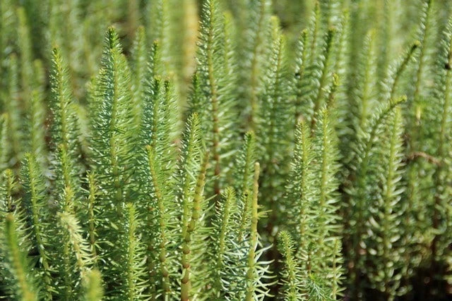 Lidsteng (Hippuris Vulgaris) 4 Lidsteng (Hippuris Vulgaris) - Afbeelding 2