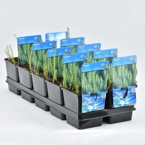 Lidsteng (Hippuris Vulgaris) 5 Lidsteng (Hippuris Vulgaris) - Afbeelding 3