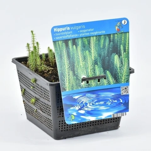 Lidsteng (Hippuris Vulgaris) 7 Lidsteng (Hippuris Vulgaris) - Afbeelding 5