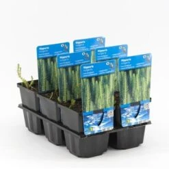 Lidsteng (Hippuris Vulgaris) 15 Lidsteng (Hippuris Vulgaris) -Tuinplanten Winkel hippuris vulgaris 20180321215711 1