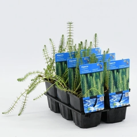 Lidsteng (Hippuris Vulgaris) 8 Lidsteng (Hippuris Vulgaris) - Afbeelding 6