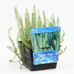 Lidsteng (Hippuris Vulgaris) 18 Lidsteng (Hippuris Vulgaris) -Tuinplanten Winkel hippuris vulgaris 20180430163945 m 13500 p18z 1