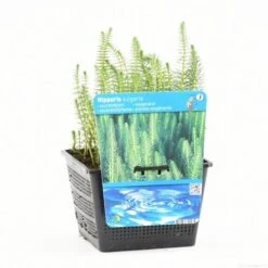 Lidsteng (Hippuris Vulgaris) 19 Lidsteng (Hippuris Vulgaris) -Tuinplanten Winkel hippuris vulgaris s e 13500 p18z 1