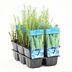 Lidsteng (Hippuris Vulgaris) 20 Lidsteng (Hippuris Vulgaris) -Tuinplanten Winkel hippuris vulgaris t e 10290 p9 1