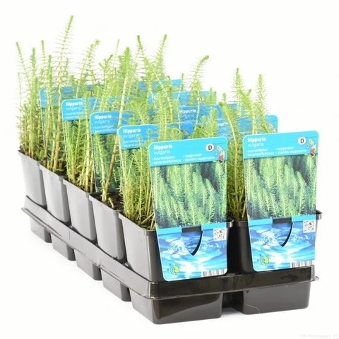 Lidsteng (Hippuris Vulgaris) 12 Lidsteng (Hippuris Vulgaris) - Afbeelding 10