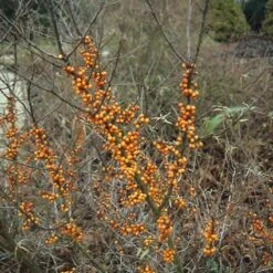 Duindoorn (Hippophae Rhamnoides) -Tuinplanten Winkel hirhamno 4