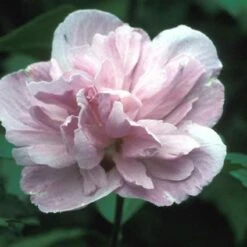 Altheastruik (Hibiscus Syriacus 'Ardens')