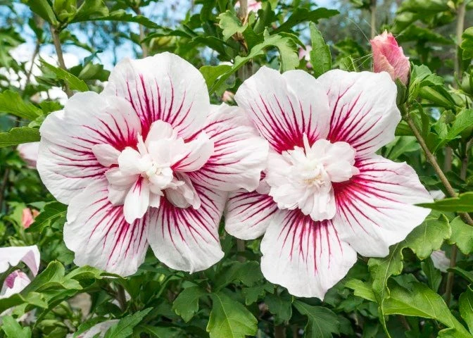 Altheastruik (Hibiscus Syriacus 'Starburst Chiffon') 3 Altheastruik (Hibiscus Syriacus 'Starburst Chiffon')