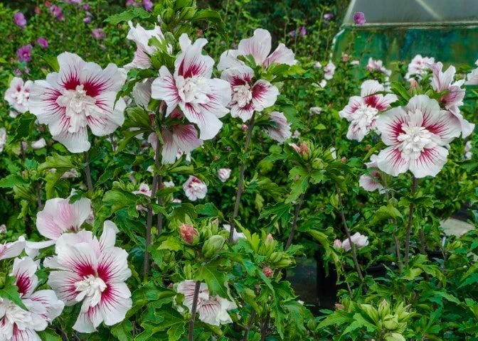 Altheastruik (Hibiscus Syriacus 'Starburst Chiffon') 5 Altheastruik (Hibiscus Syriacus 'Starburst Chiffon') - Afbeelding 3